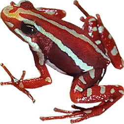 Zarayunga Frog